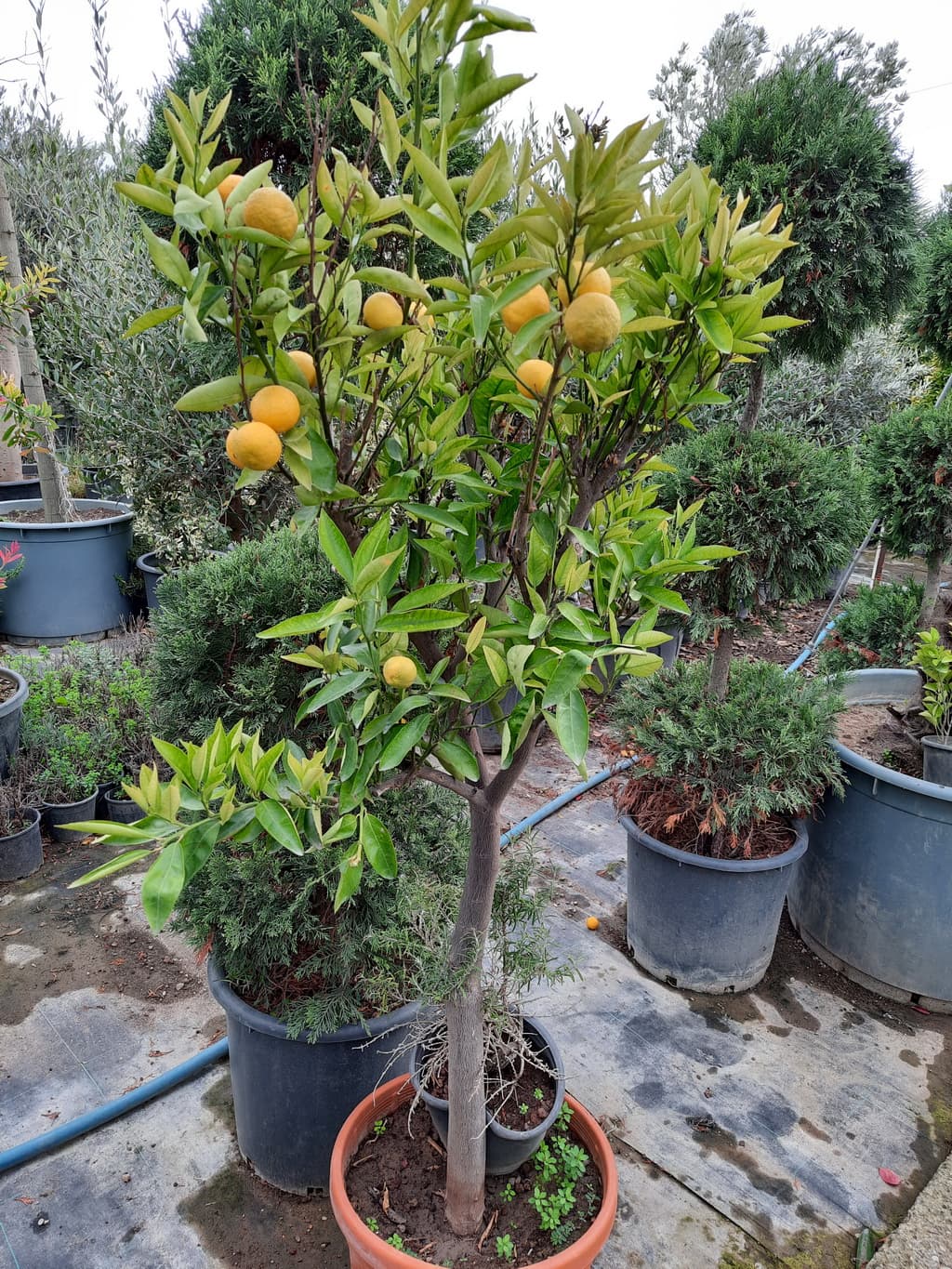 istanbul-fidanligi-40