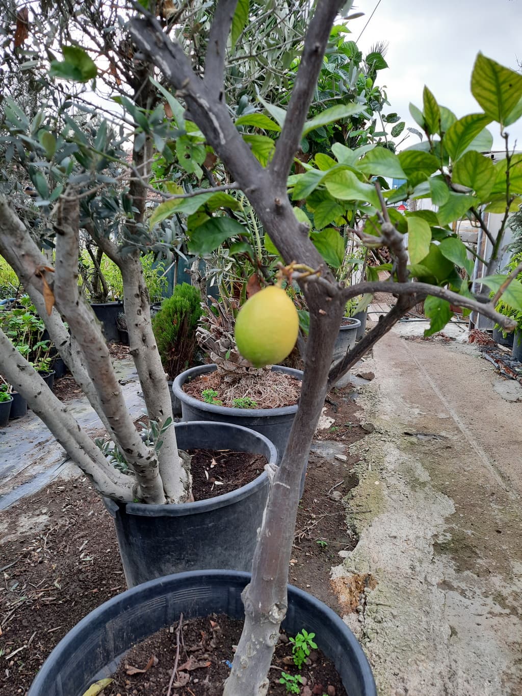 istanbul-fidanligi-41