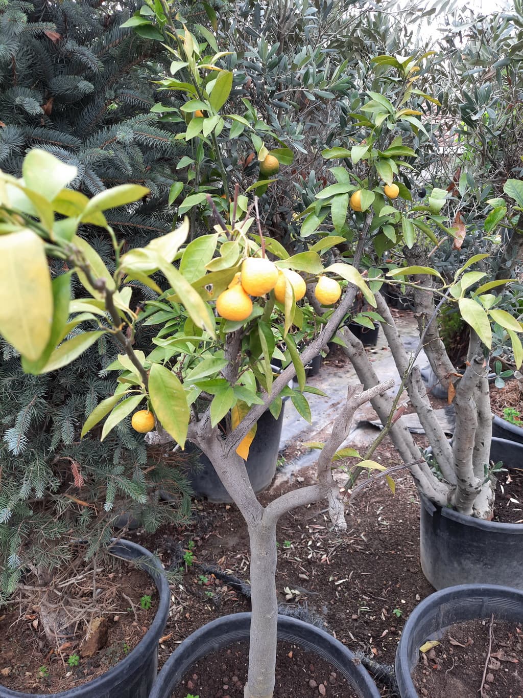 istanbul-fidanligi-42