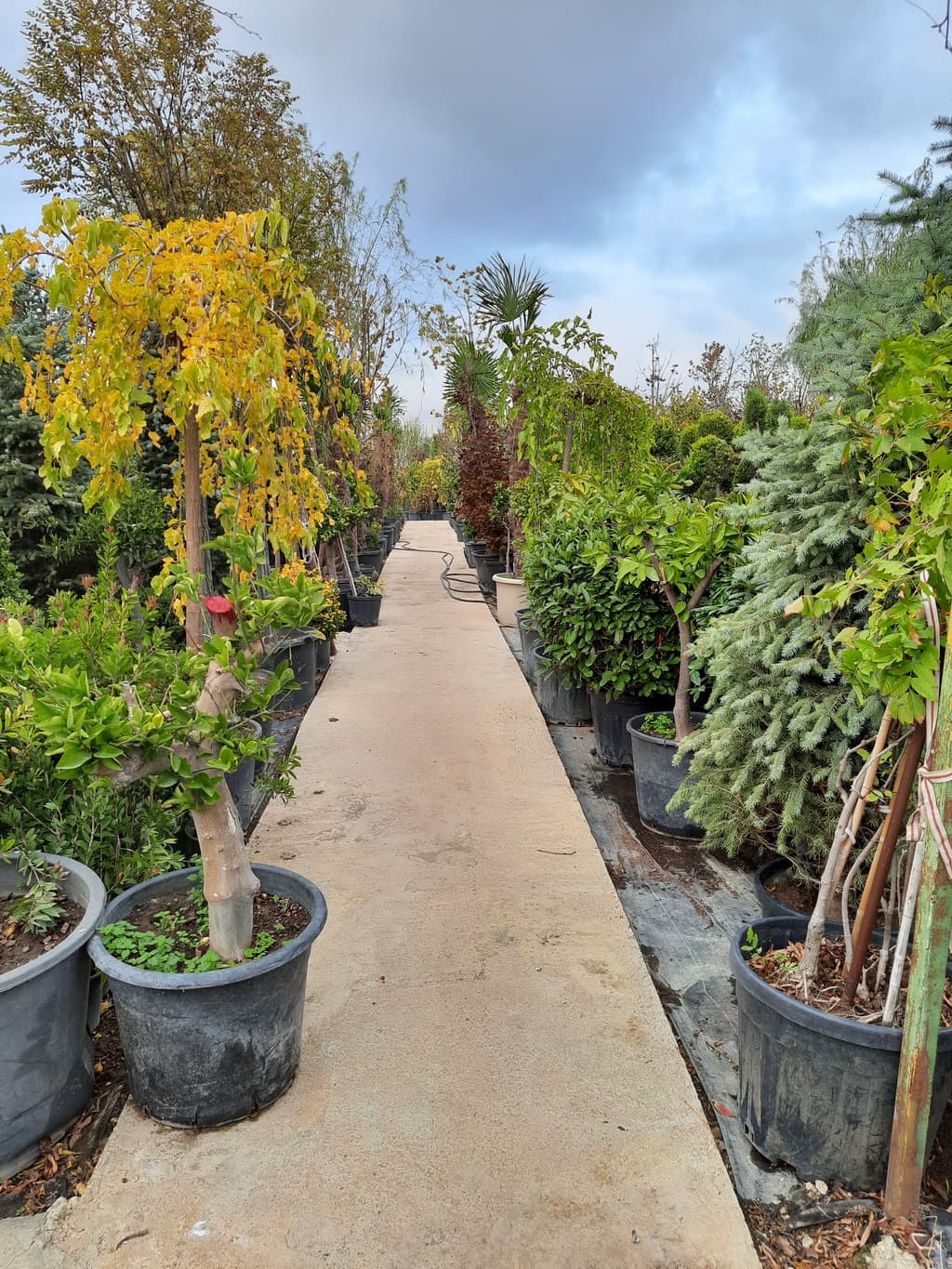 istanbul-fidanligi-43