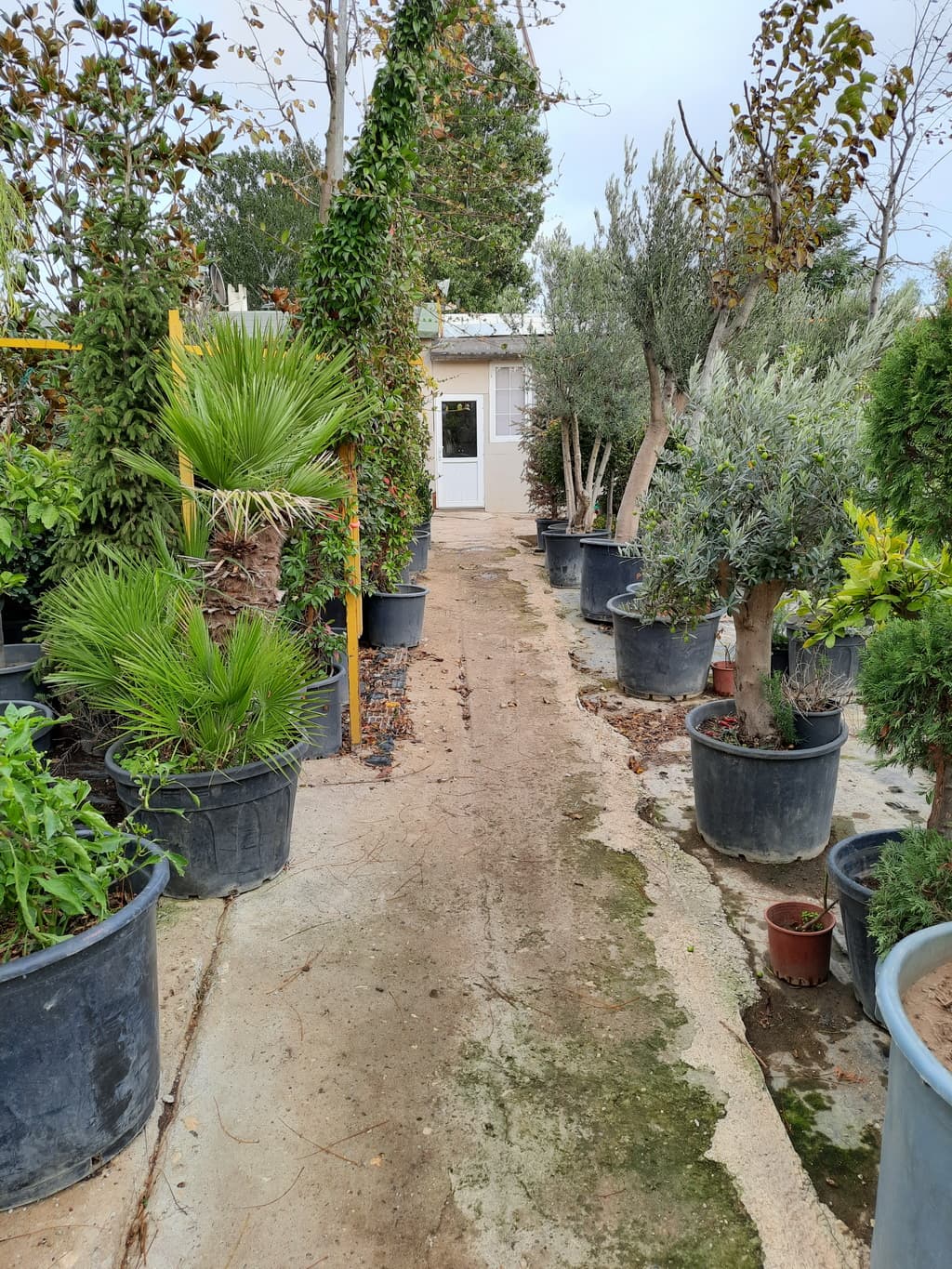 istanbul-fidanligi-44