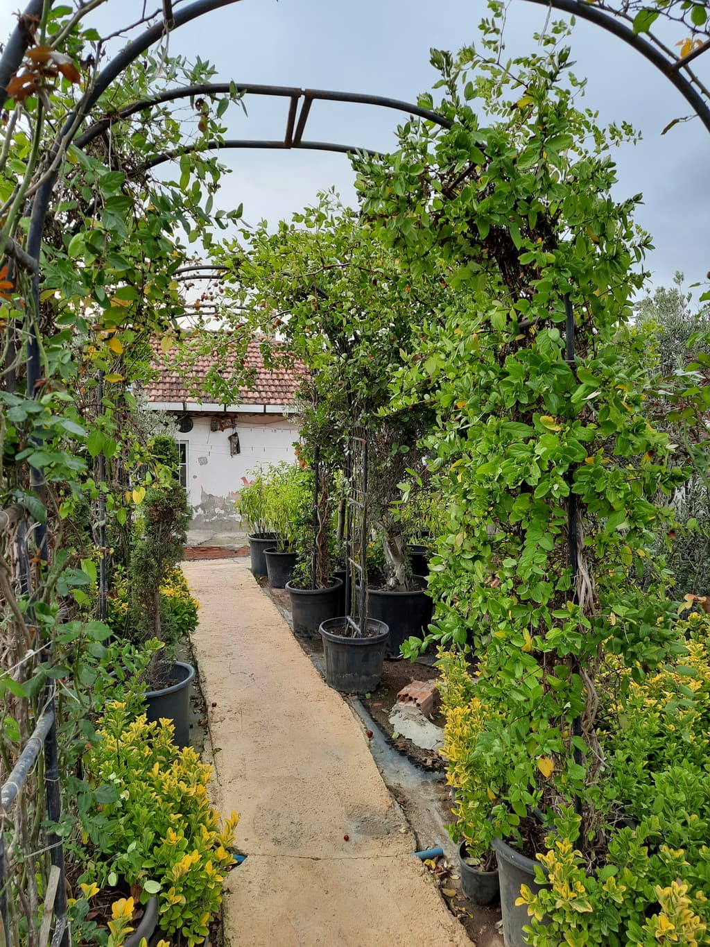 istanbul-fidanligi-45