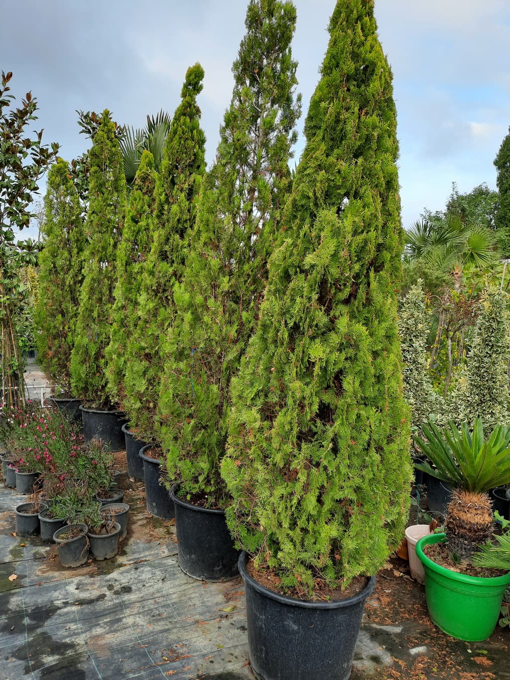 istanbul-fidanligi-47