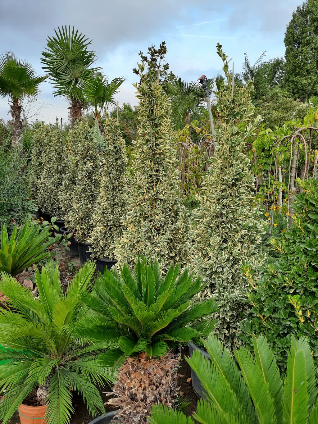 istanbul-fidanligi-48