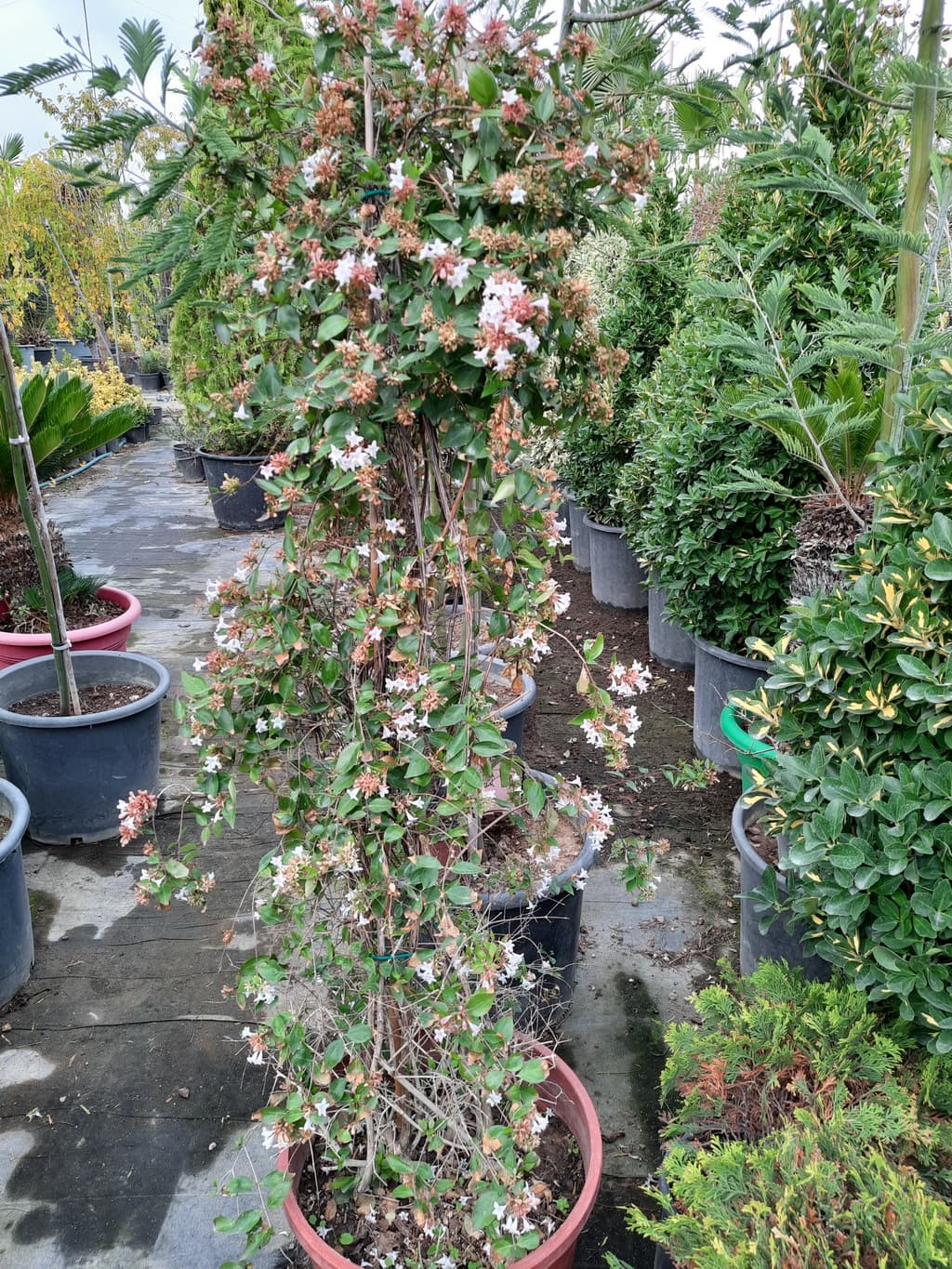 istanbul-fidanligi-49