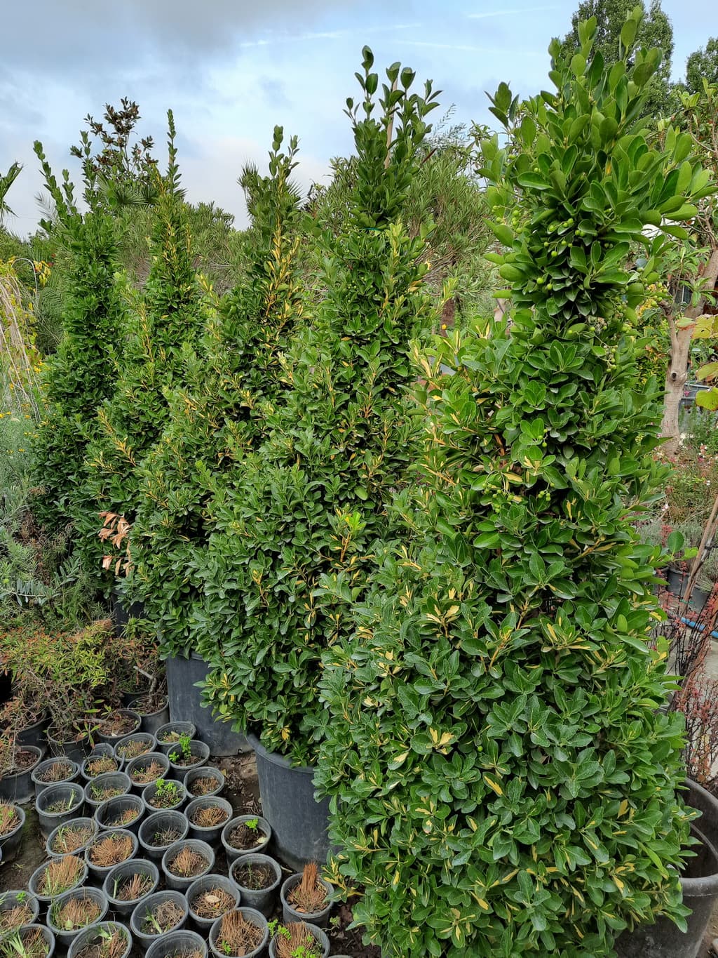 istanbul-fidanligi-50