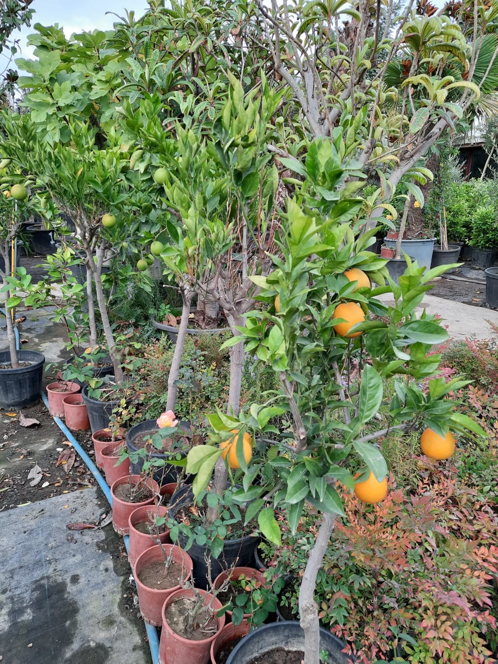 istanbul-fidanligi-51