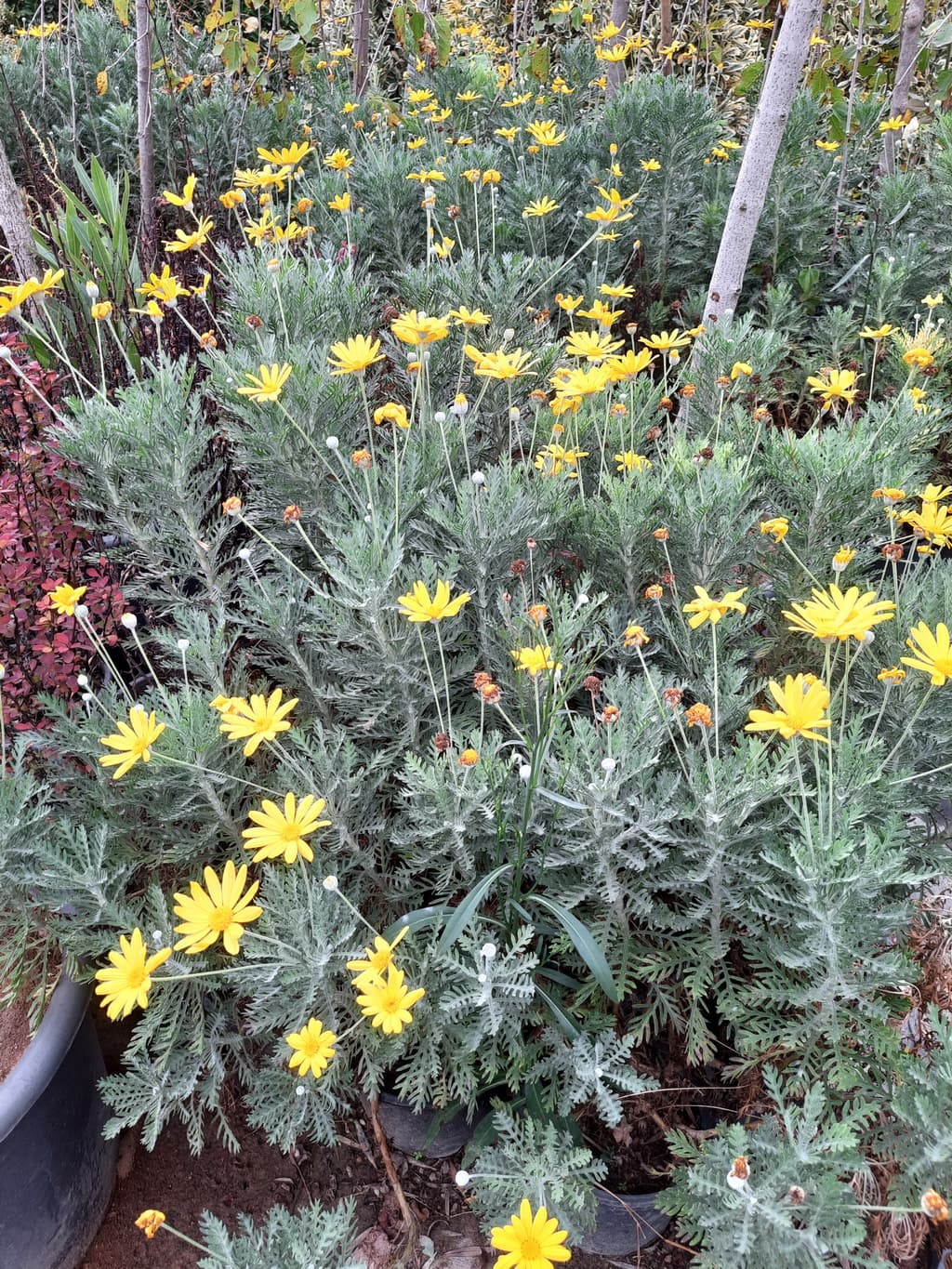 istanbul-fidanligi-52