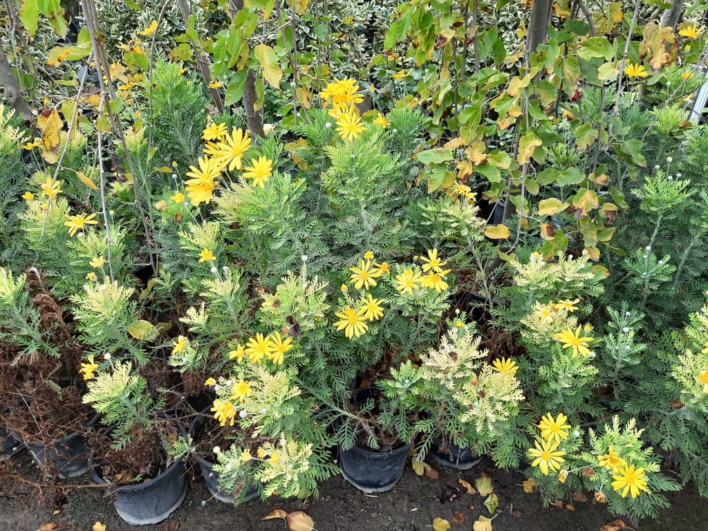 istanbul-fidanligi-53