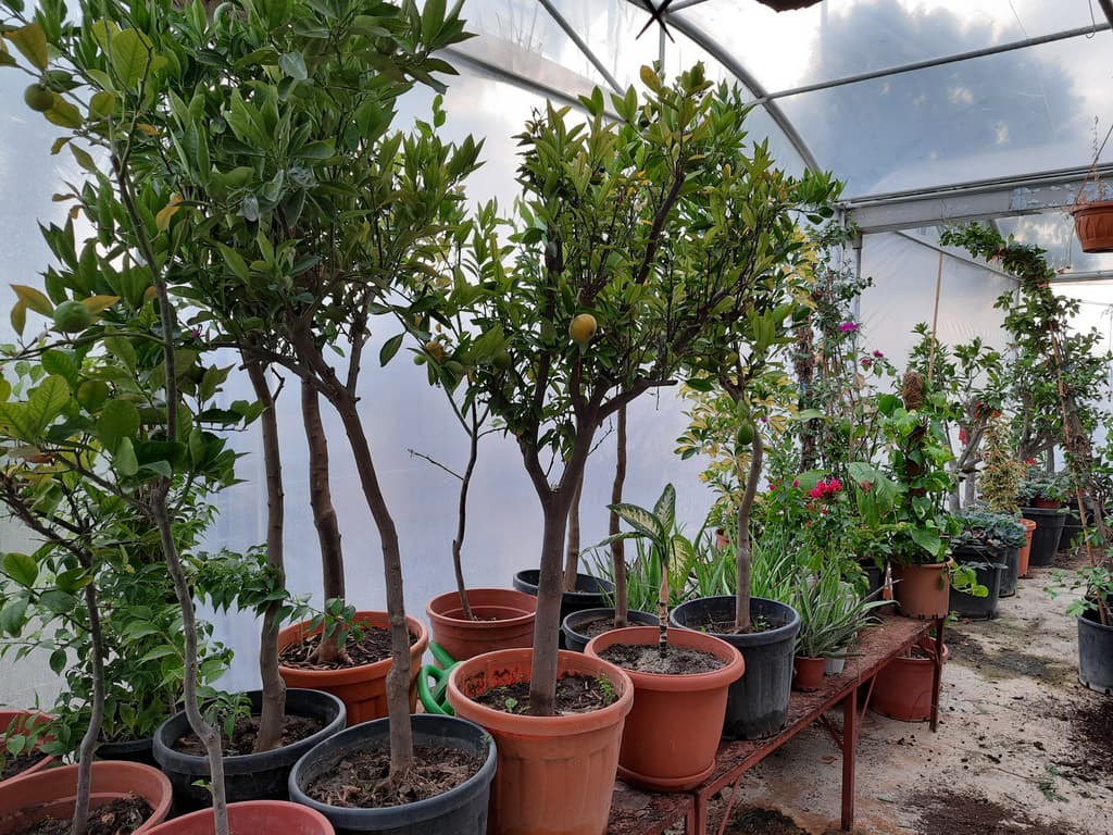 istanbul-fidanligi-54