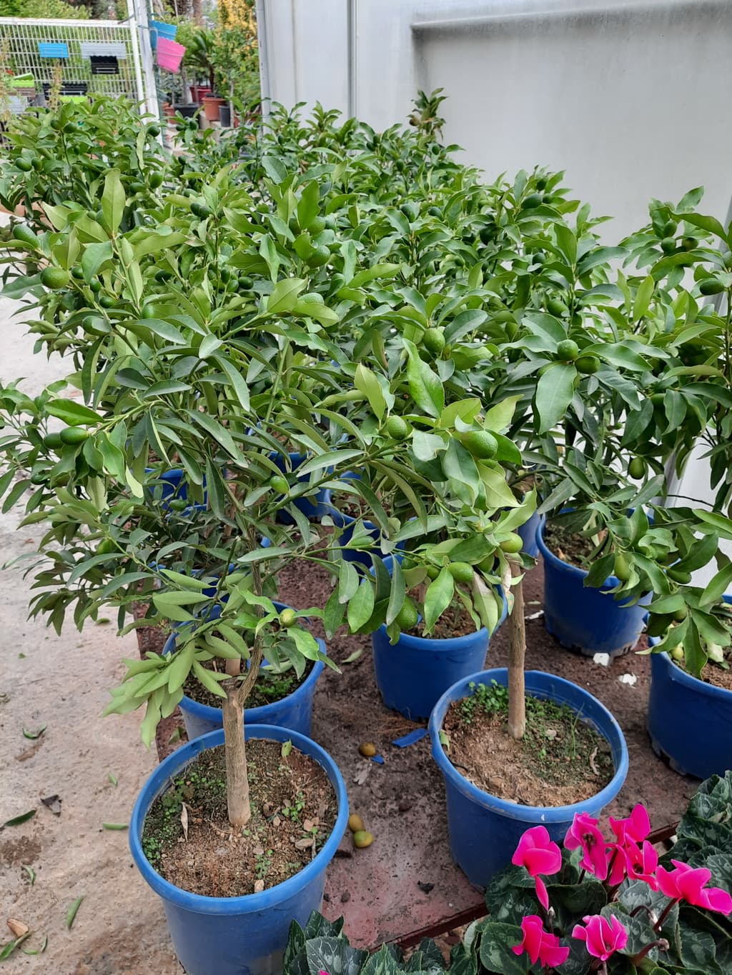 istanbul-fidanligi-55