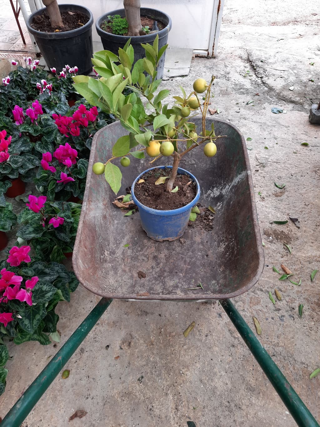 istanbul-fidanligi-56