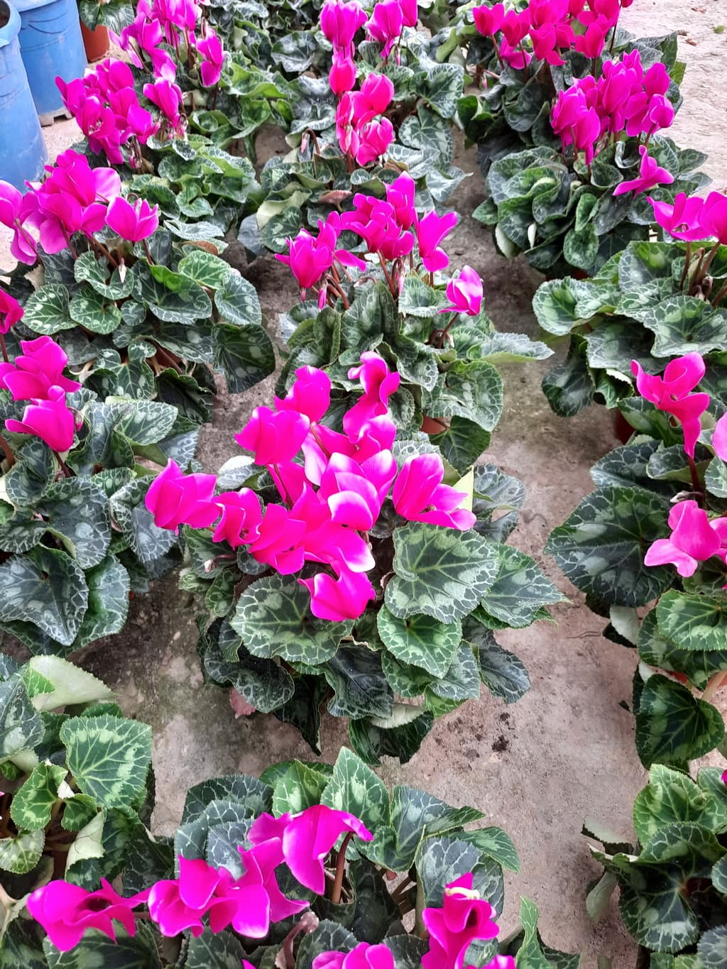 istanbul-fidanligi-57