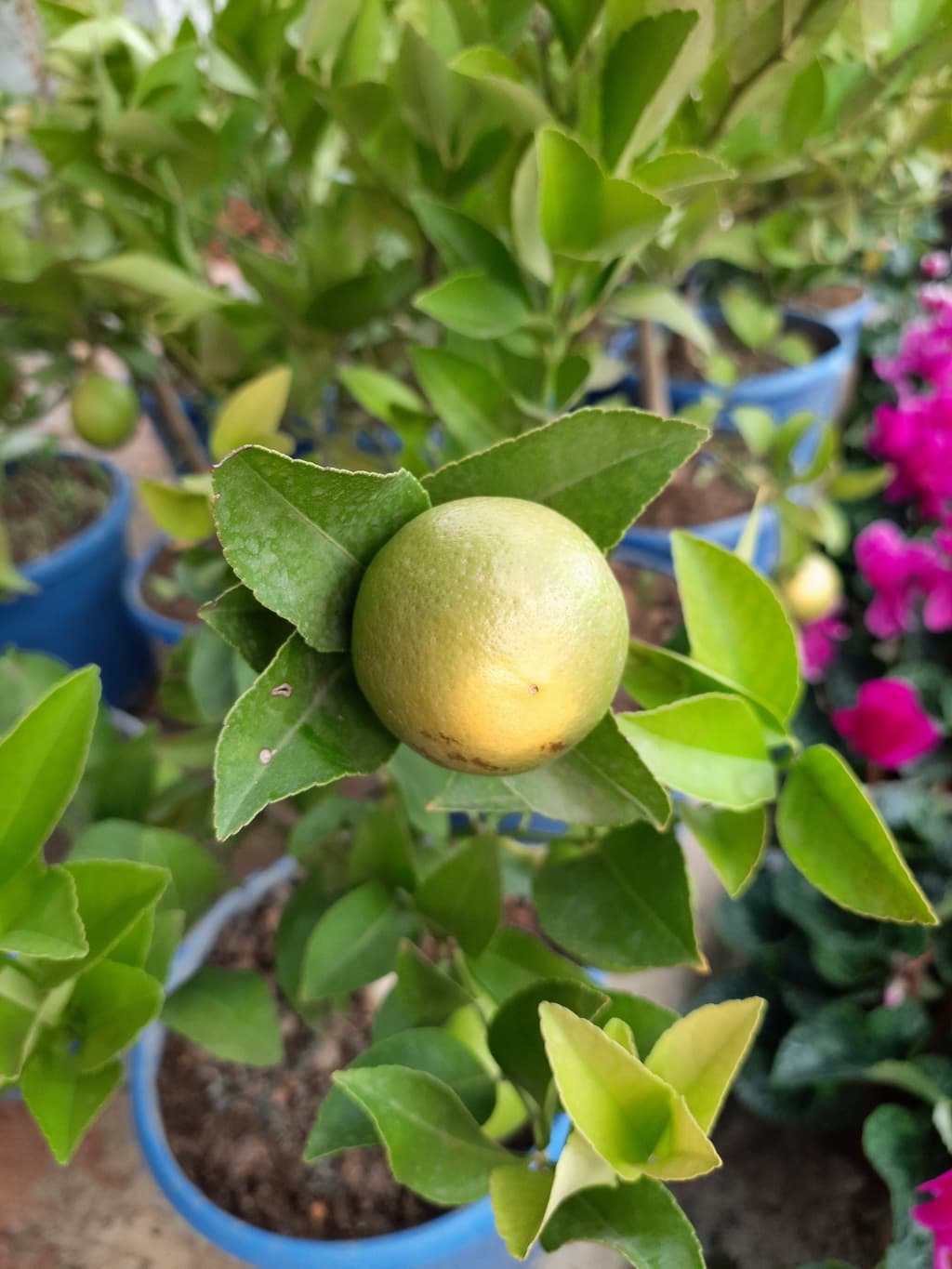 istanbul-fidanligi-58