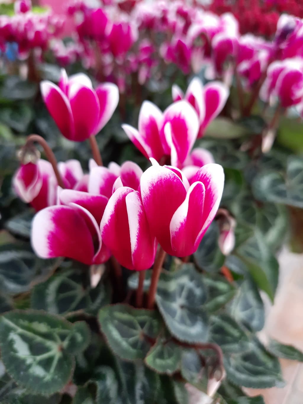 istanbul-fidanligi-59